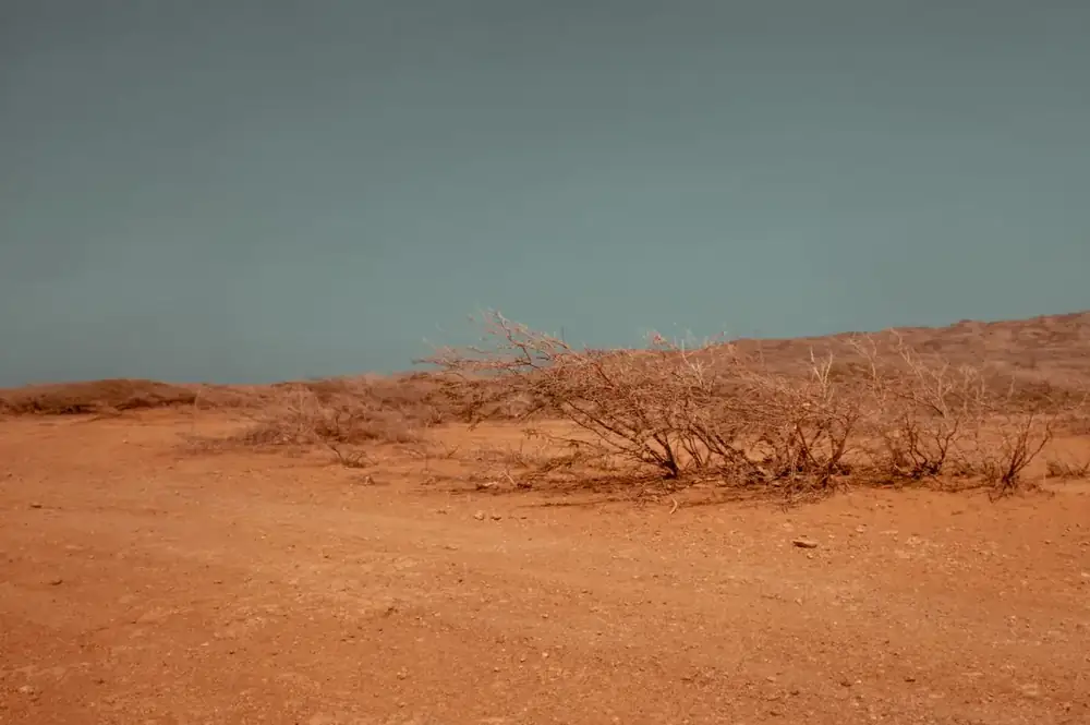 باقات عائلية